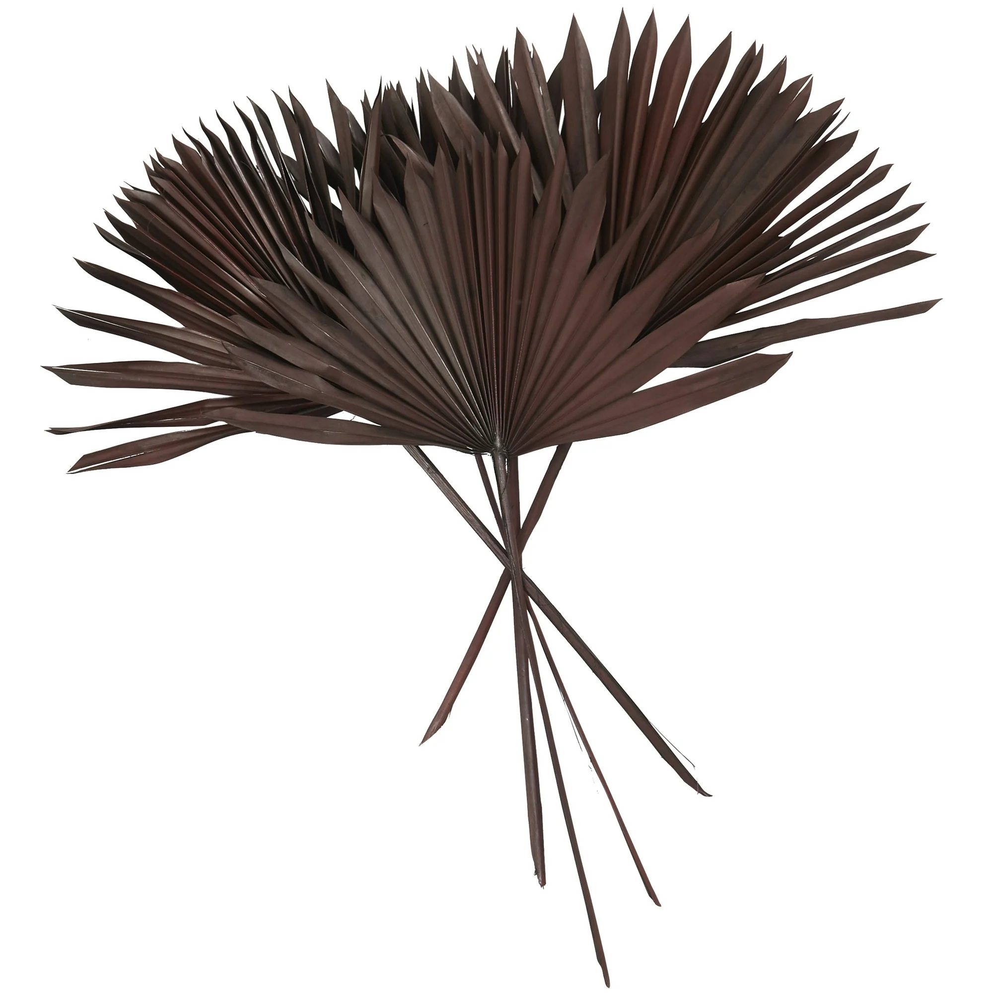 PALM SUN SPEAR-BROWN COLOUR